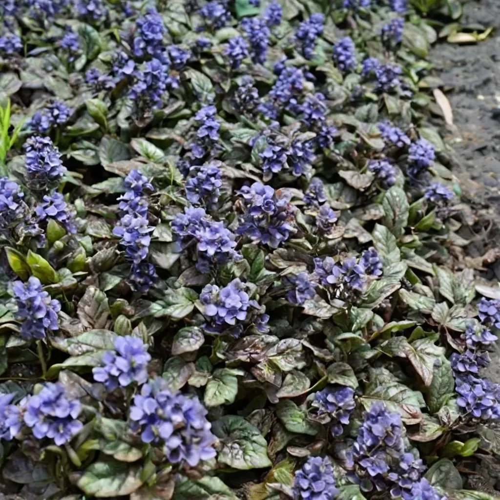 Ajuga pyramidalis 'Metallica Crispa'