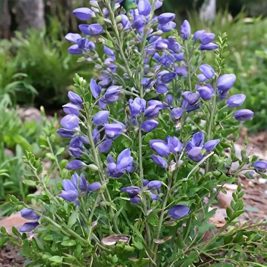 Baptisia minor 'Blue Bonnet'