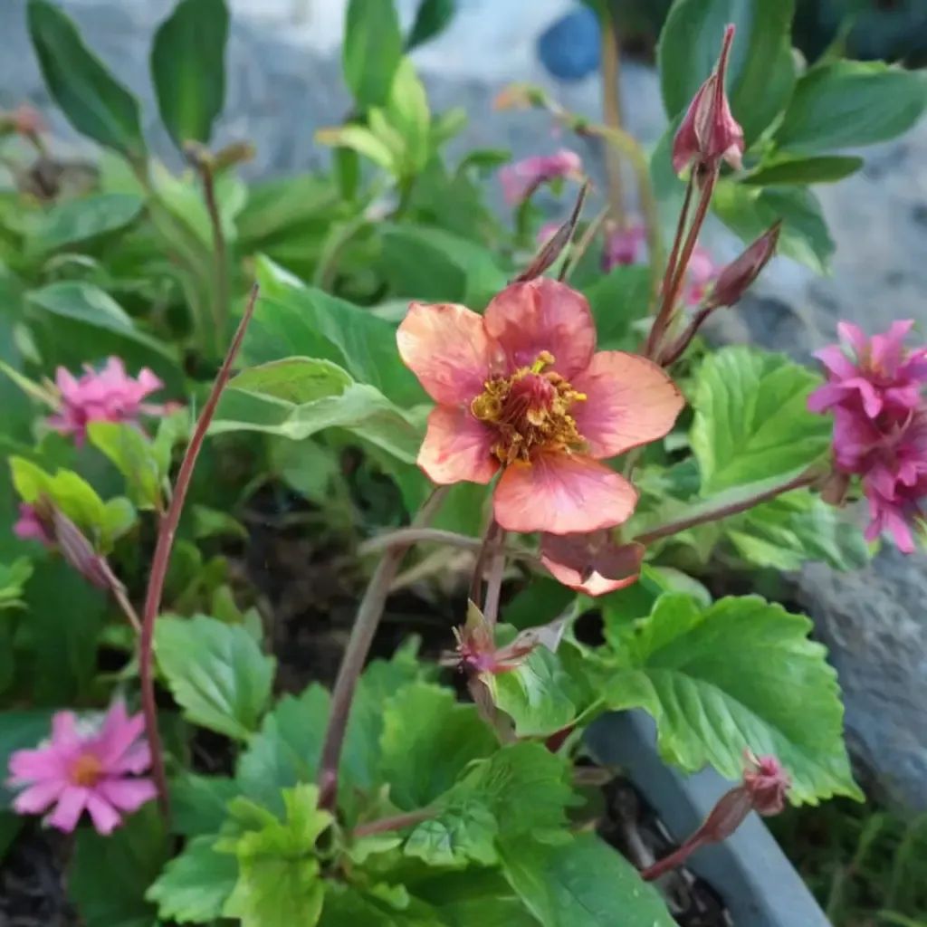 Geum roseum