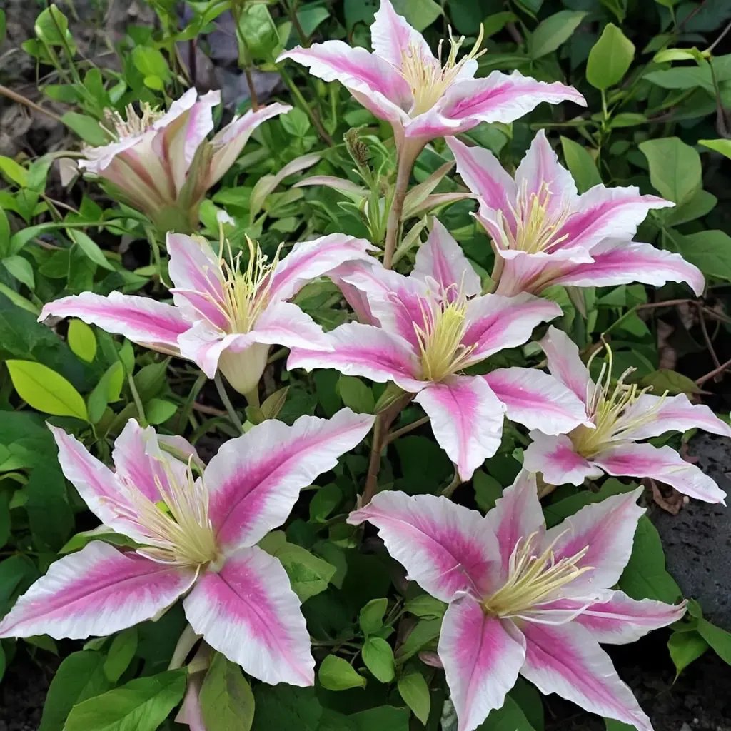 Clematis x cartmanii 'Cotton Candy'
