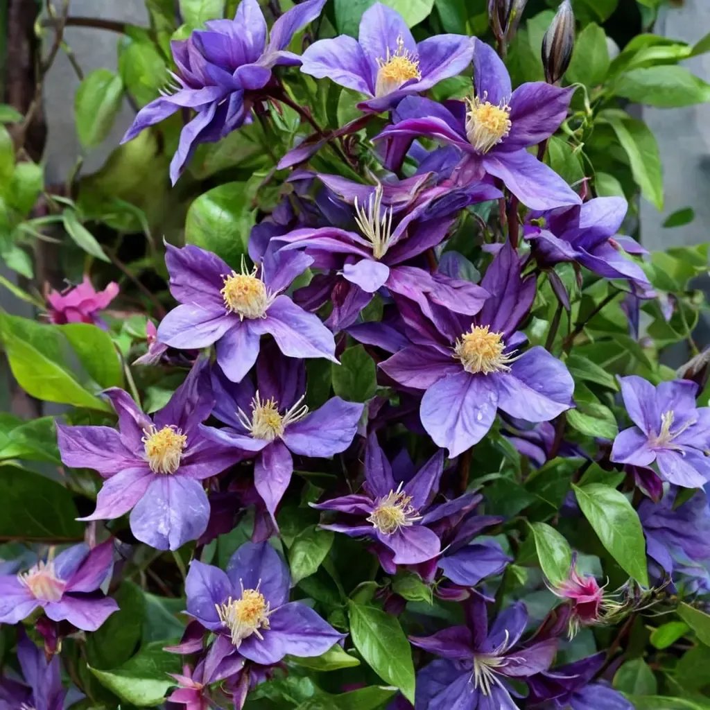 Clematis x durandii 'Flamenco Dancer'