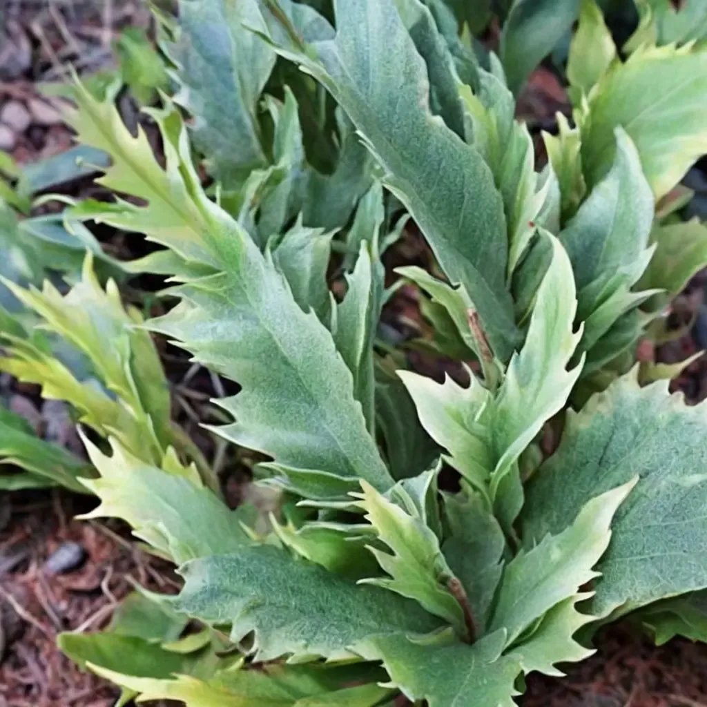 Pyrrosia lingua 'Kei Kan'