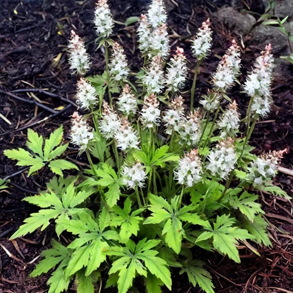 Tiarella x hybrida 'Butterfly Wings'
