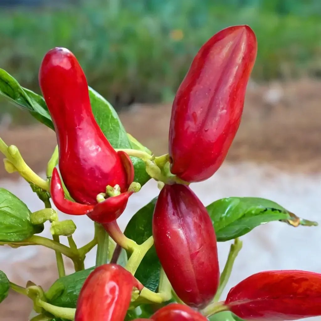 Capsicum annuum 'Fresno'