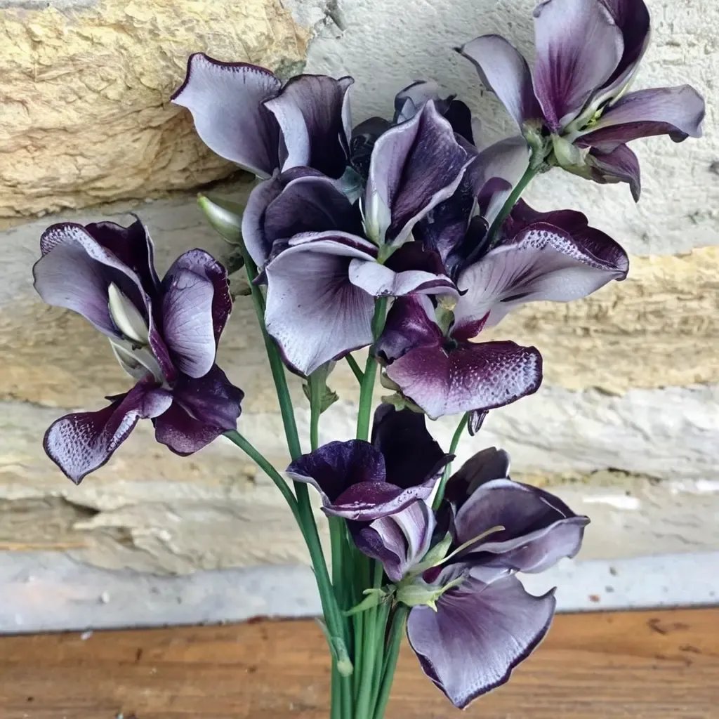 Lathyrus odoratus 'Nimbus'