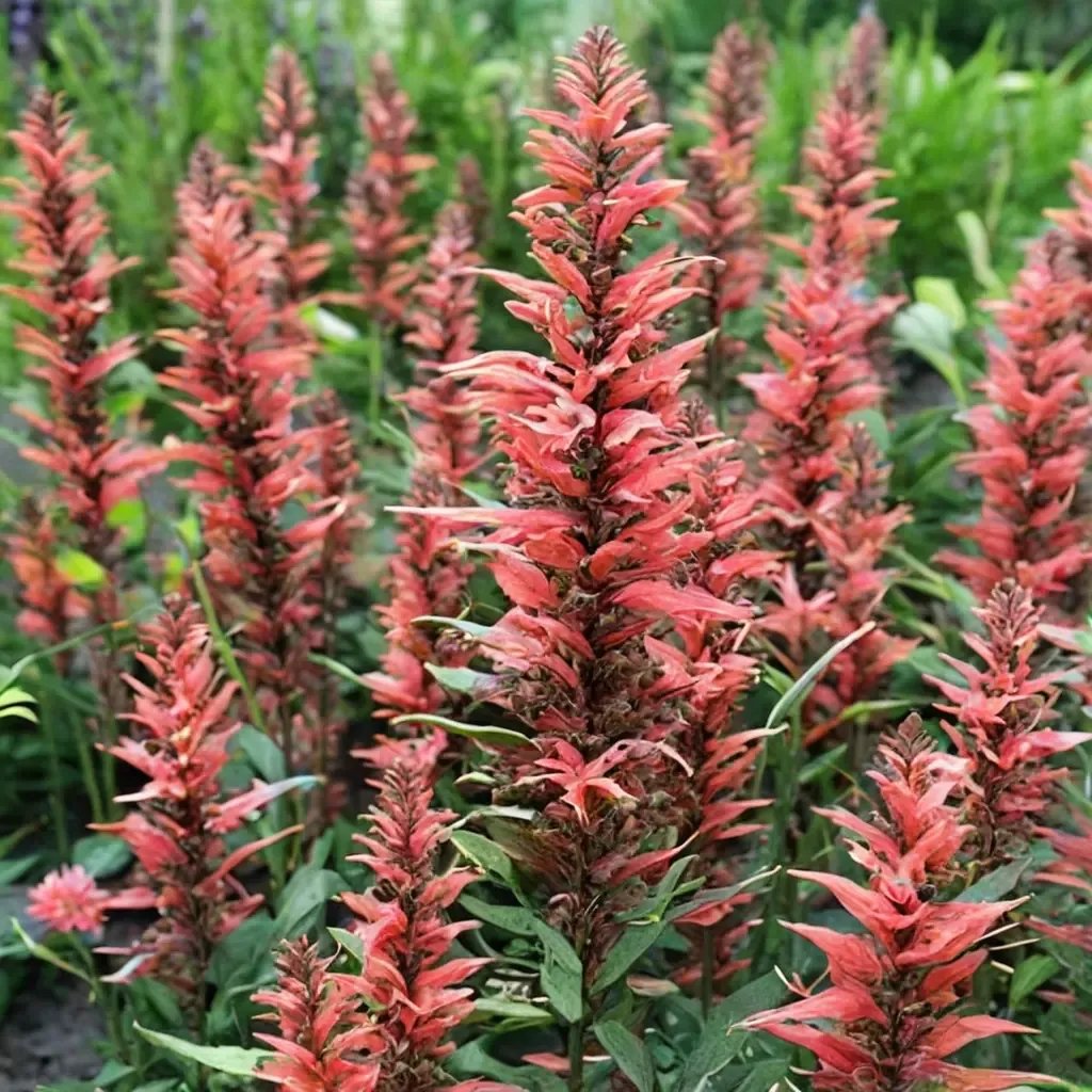 Agastache foeniculum 'Kudos 'Coral''