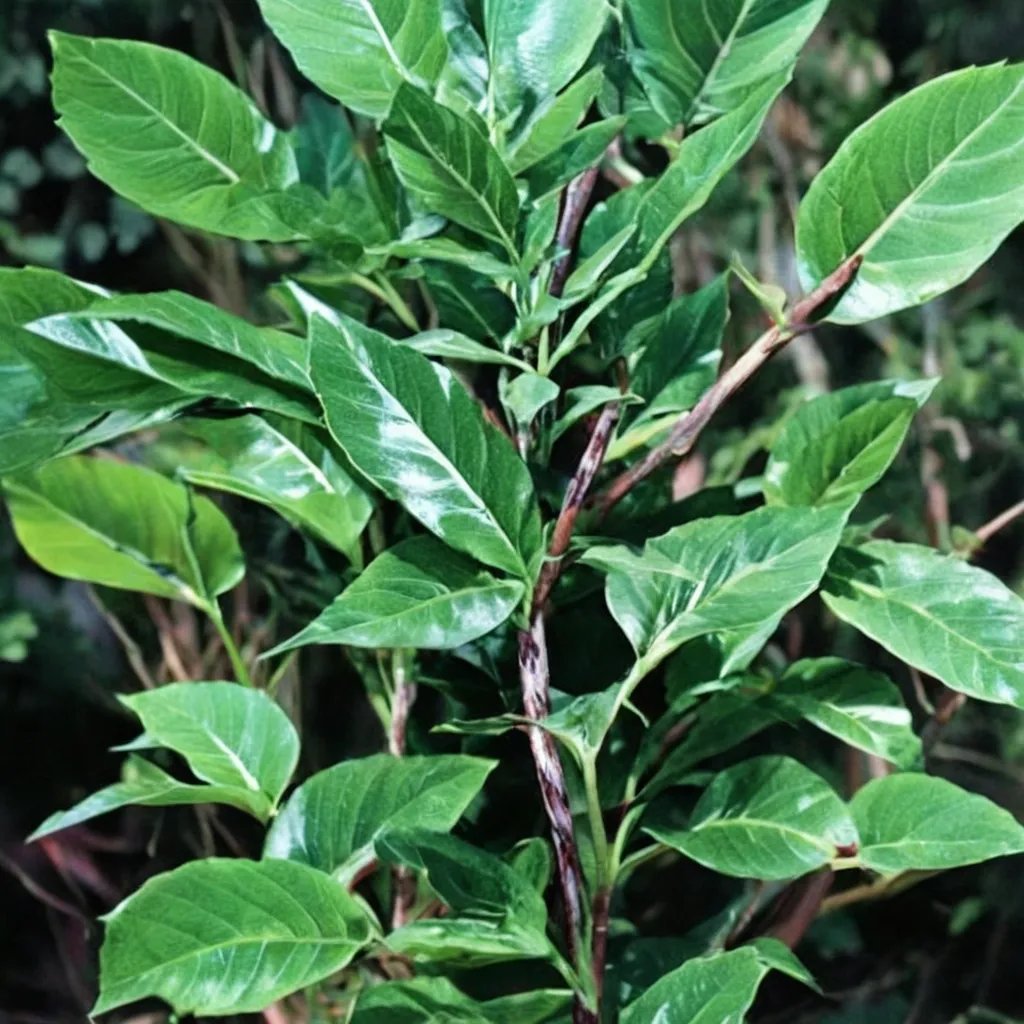 Amorphophallus tenuispadix 'PDN 3'