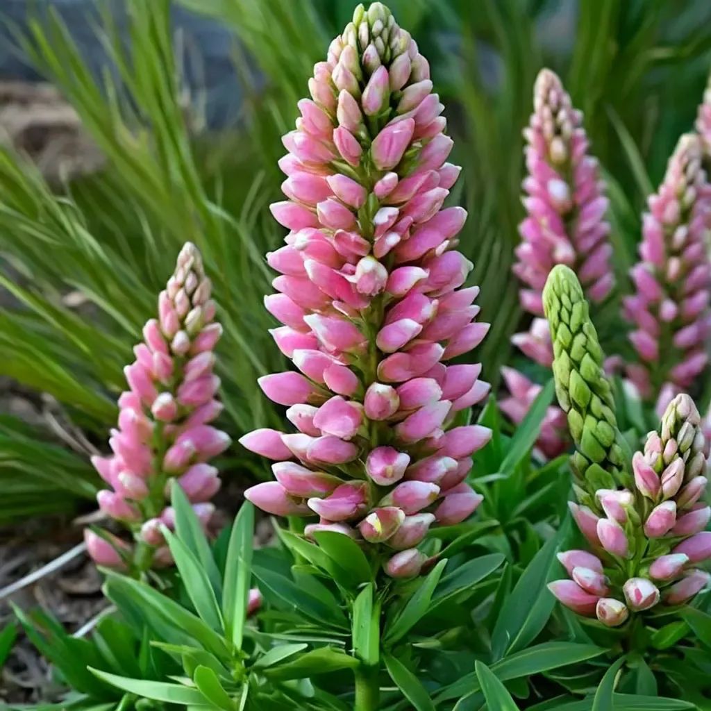 Lupinus polyphyllus 'Pink Bicolor'