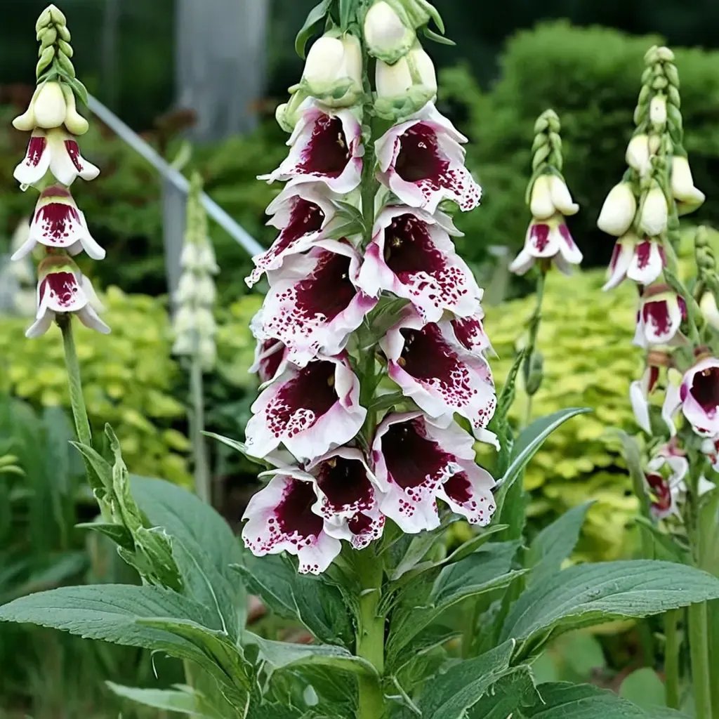 Digitalis purpurea 'Pam'
