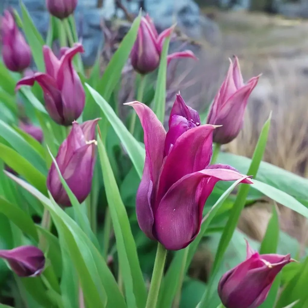 Tulipa tulip 'Lilac Time'