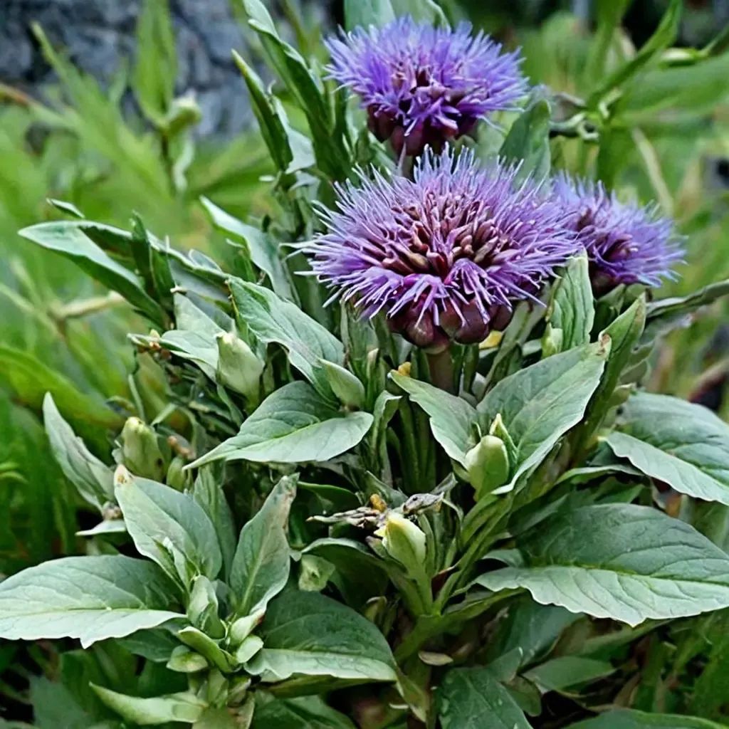 Cynara cardunculus 'Violet de Provence'
