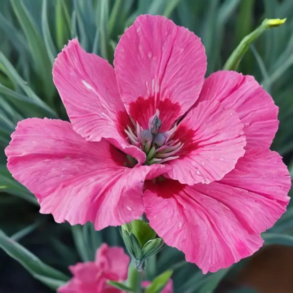 Dianthus carthusianorum 'Bumbleberry Pie'