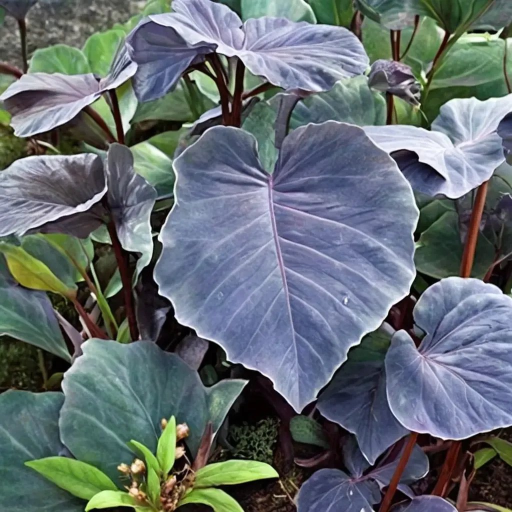 Colocasia esculenta 'Black Runner'