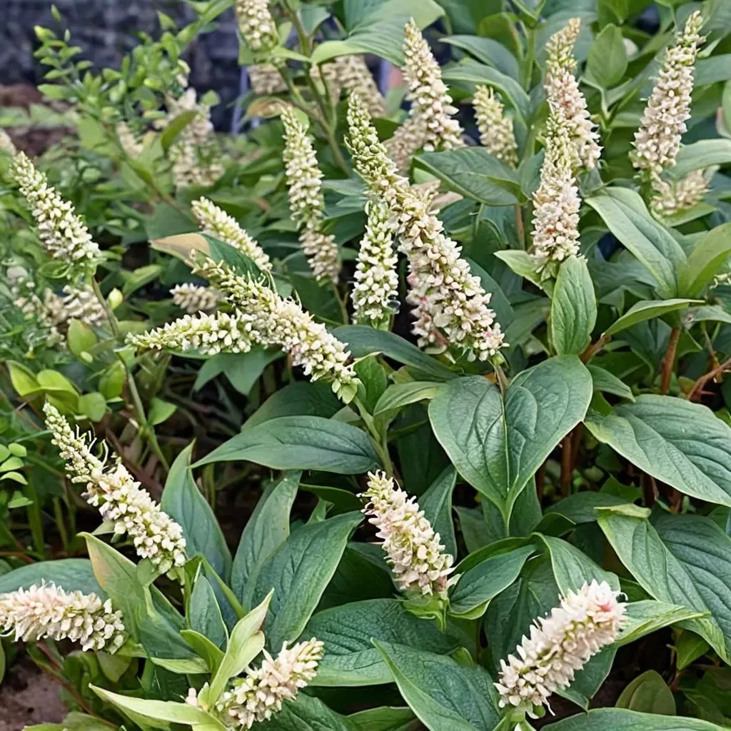 Itea virginica 'Fizzy Mizzy'