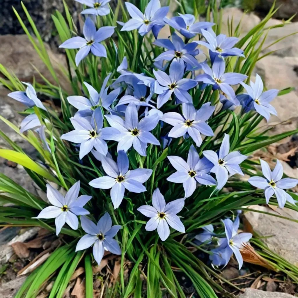 Ipheion uniflorum 'Sentimental Blue'