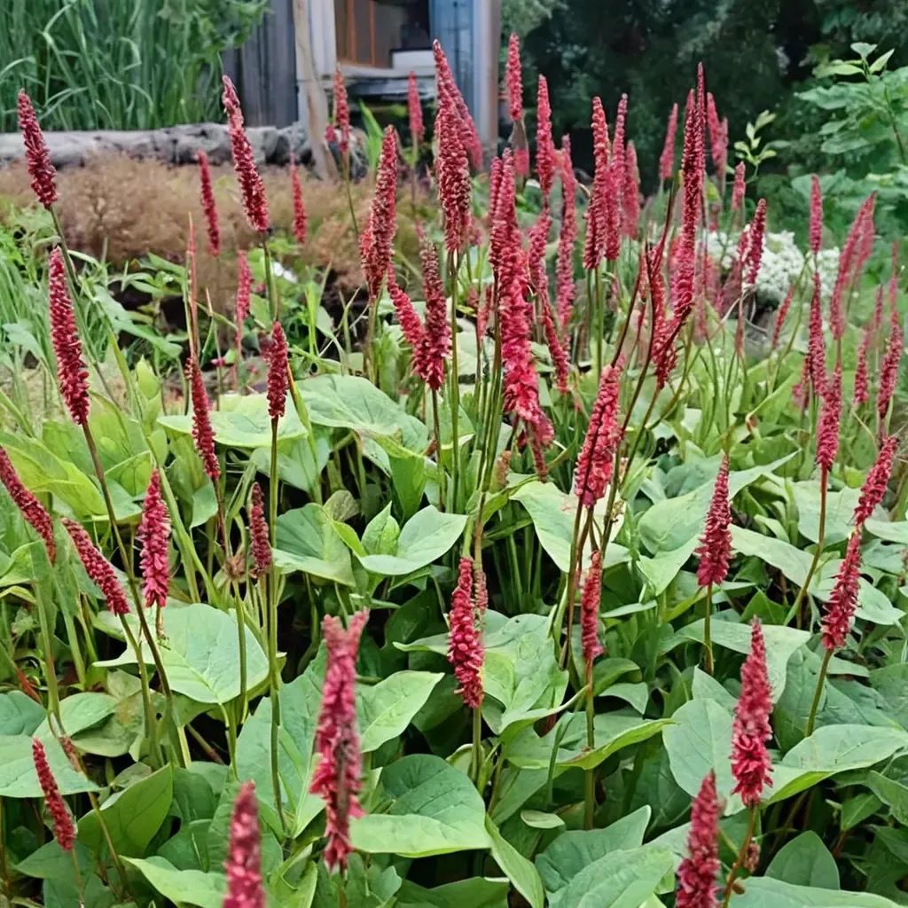 Persicaria amplexicaulis 'Firetail'