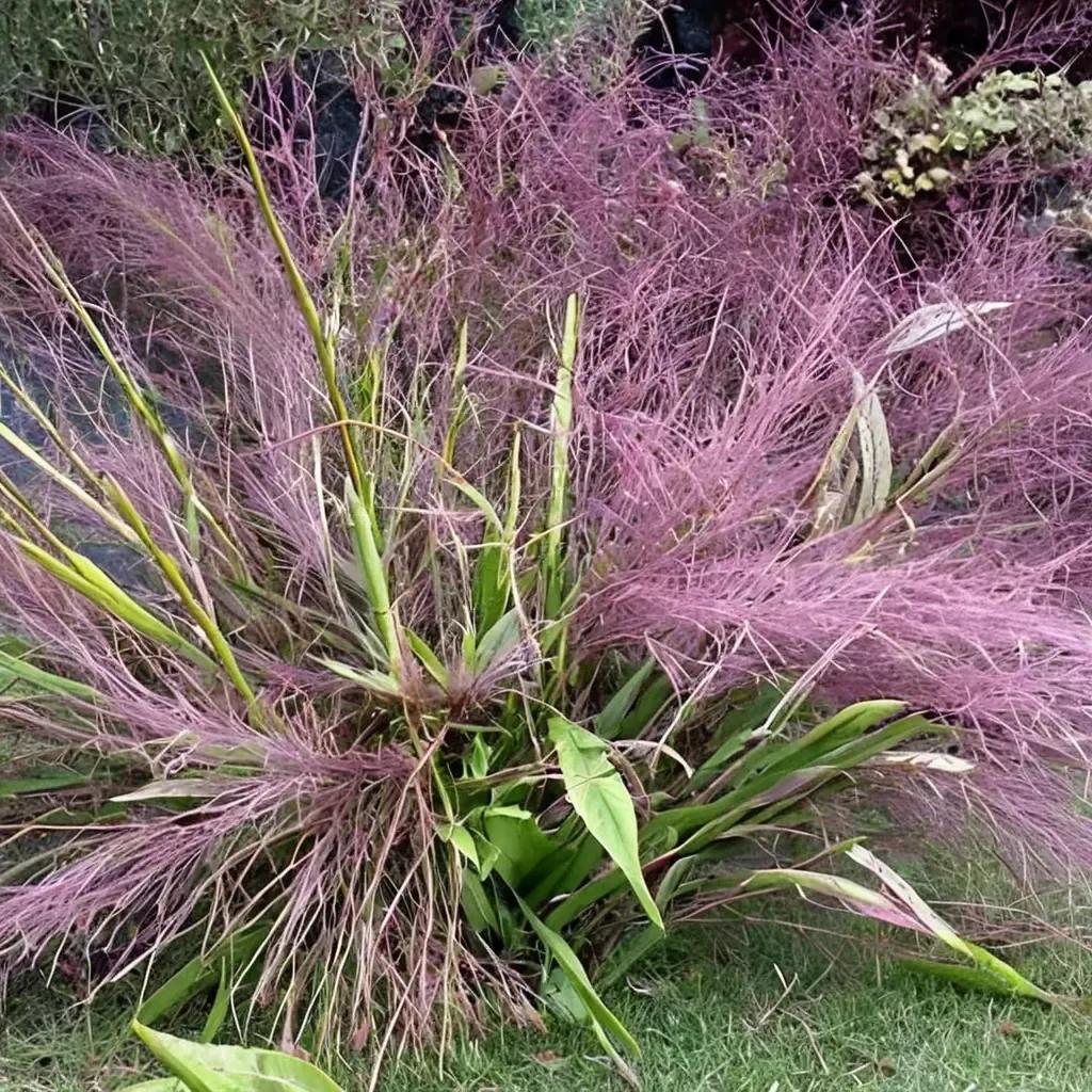 Lovegrass