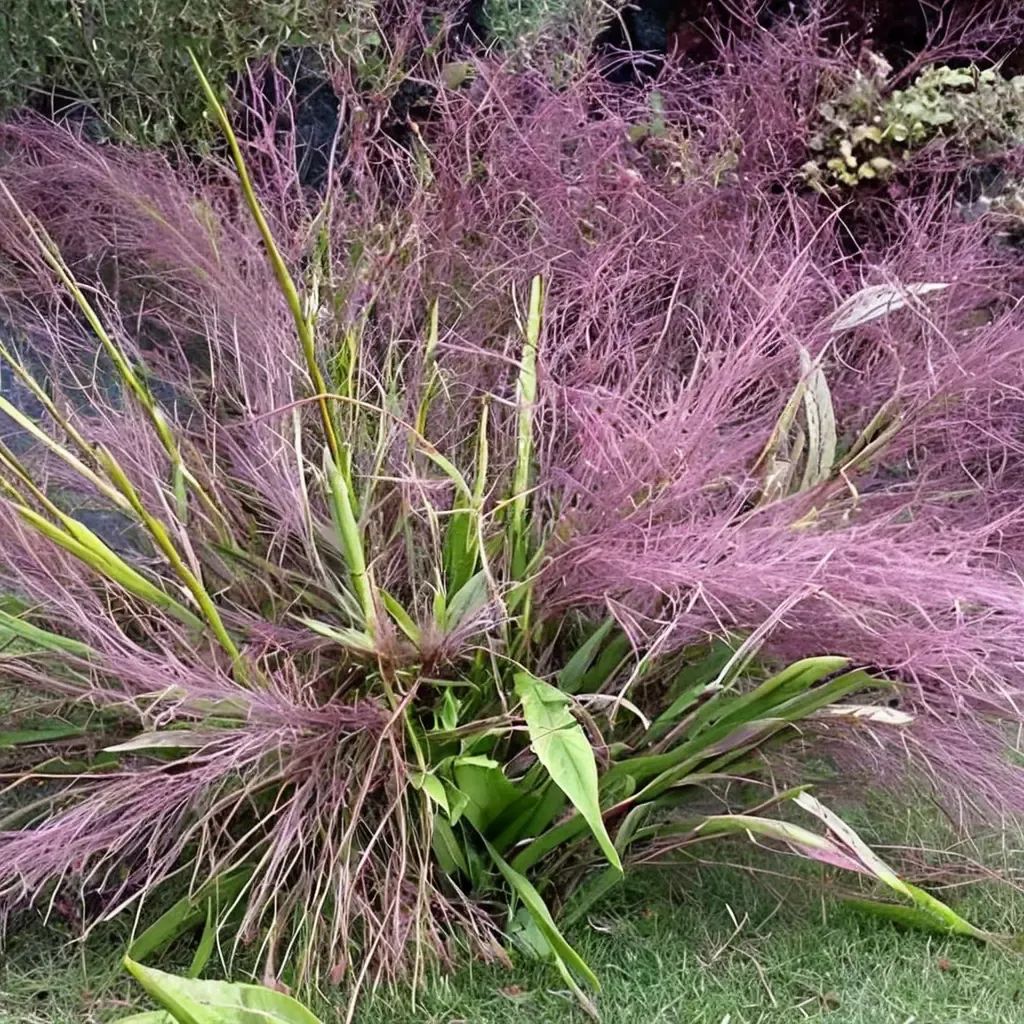 Eragrostis pectinacea 'Purple Love Grass'