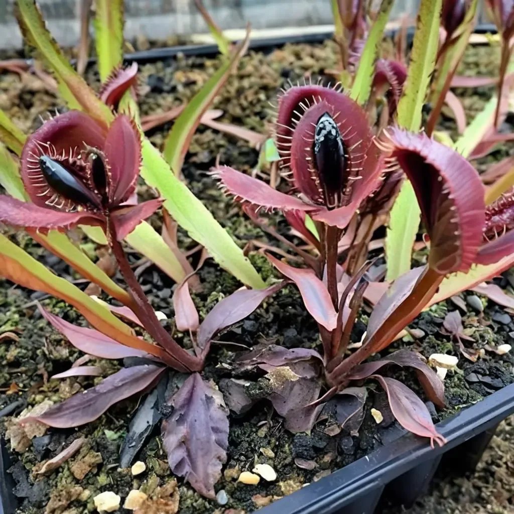 Dionaea muscipula 'Akai Ryu'