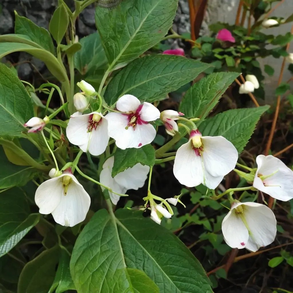 Impatiens tinctoria