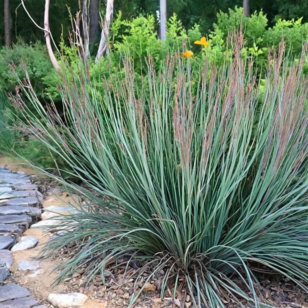 Schizachyrium scoparium 'The Blues'