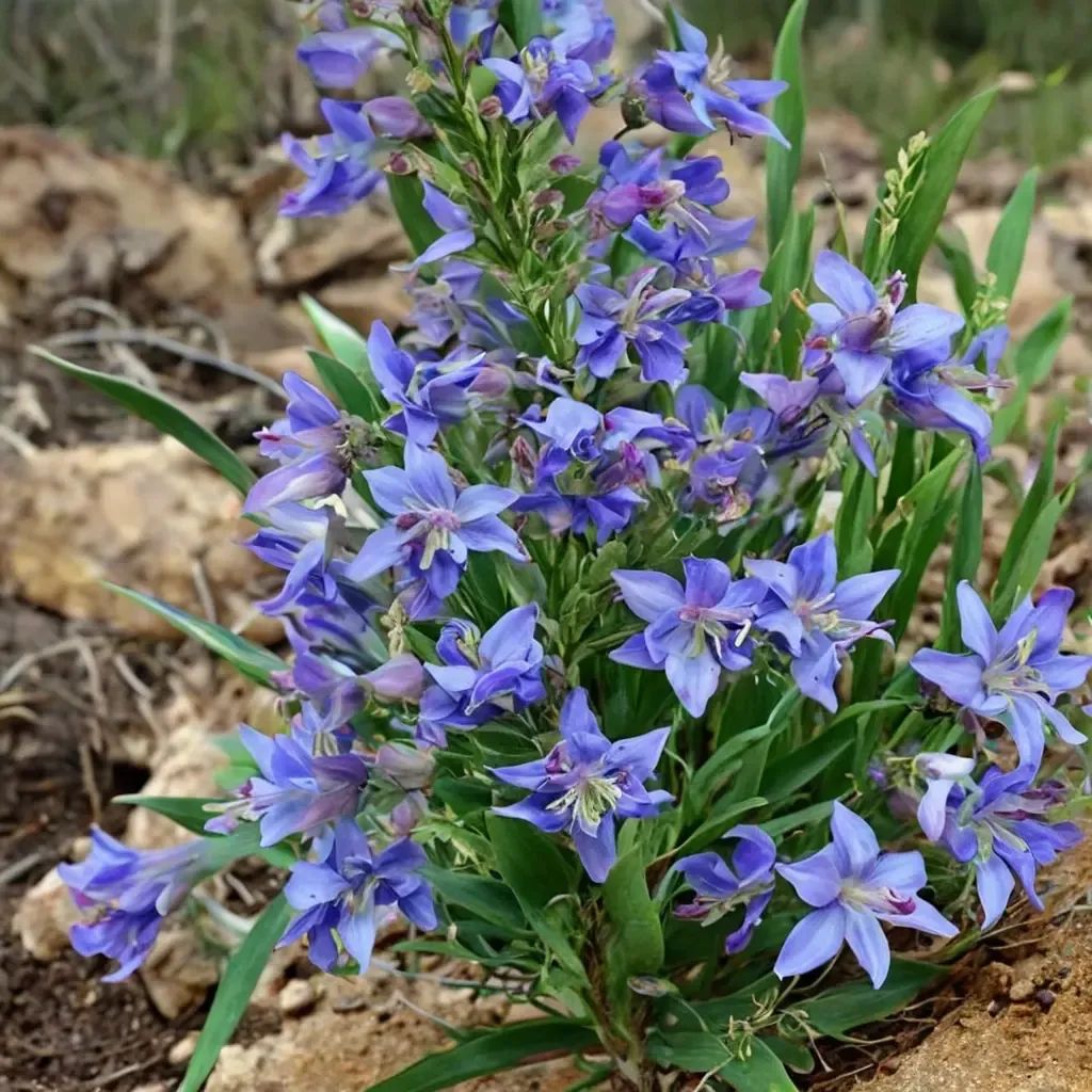 Penstemon glaber