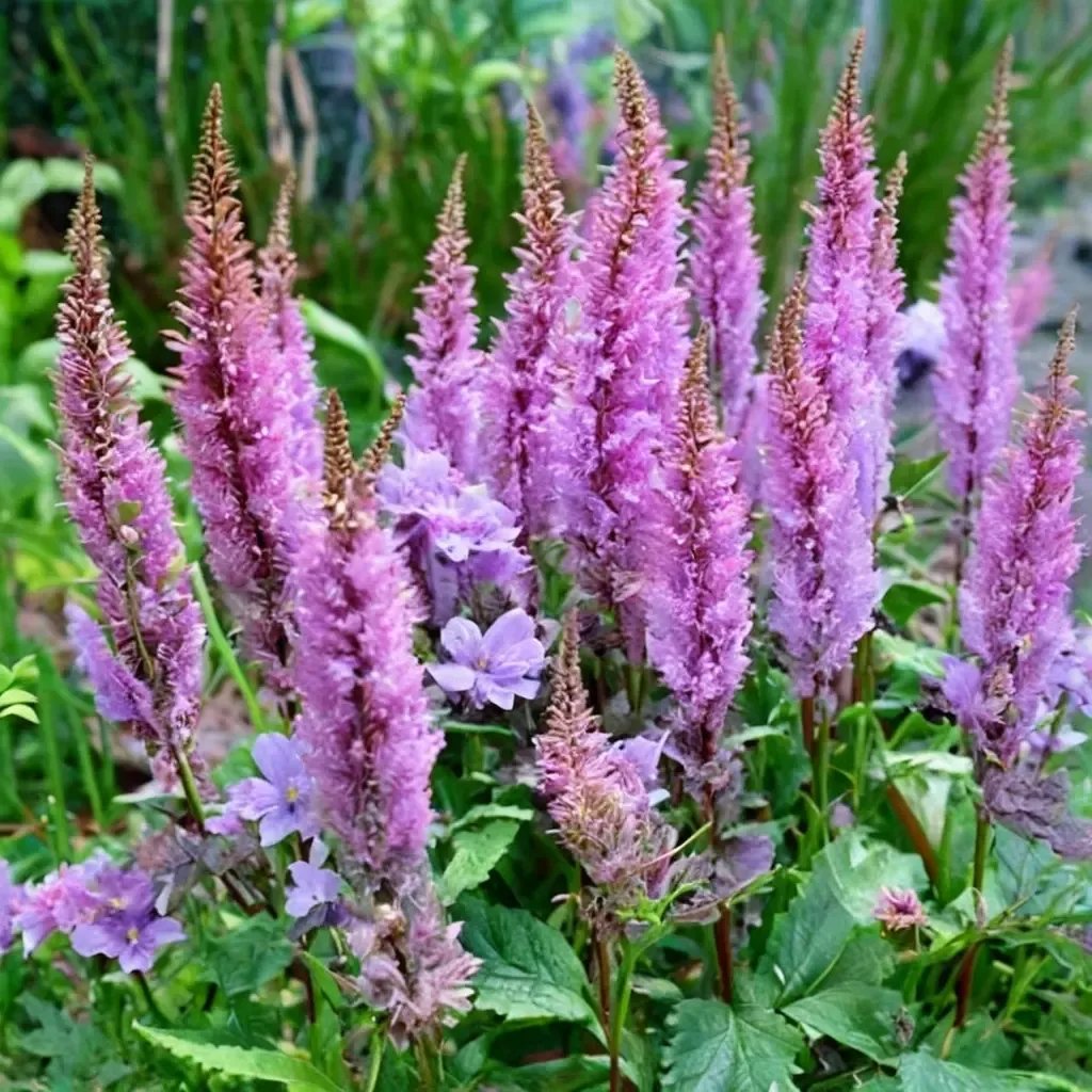 Astilbe x arendsii 'Purple Candles'