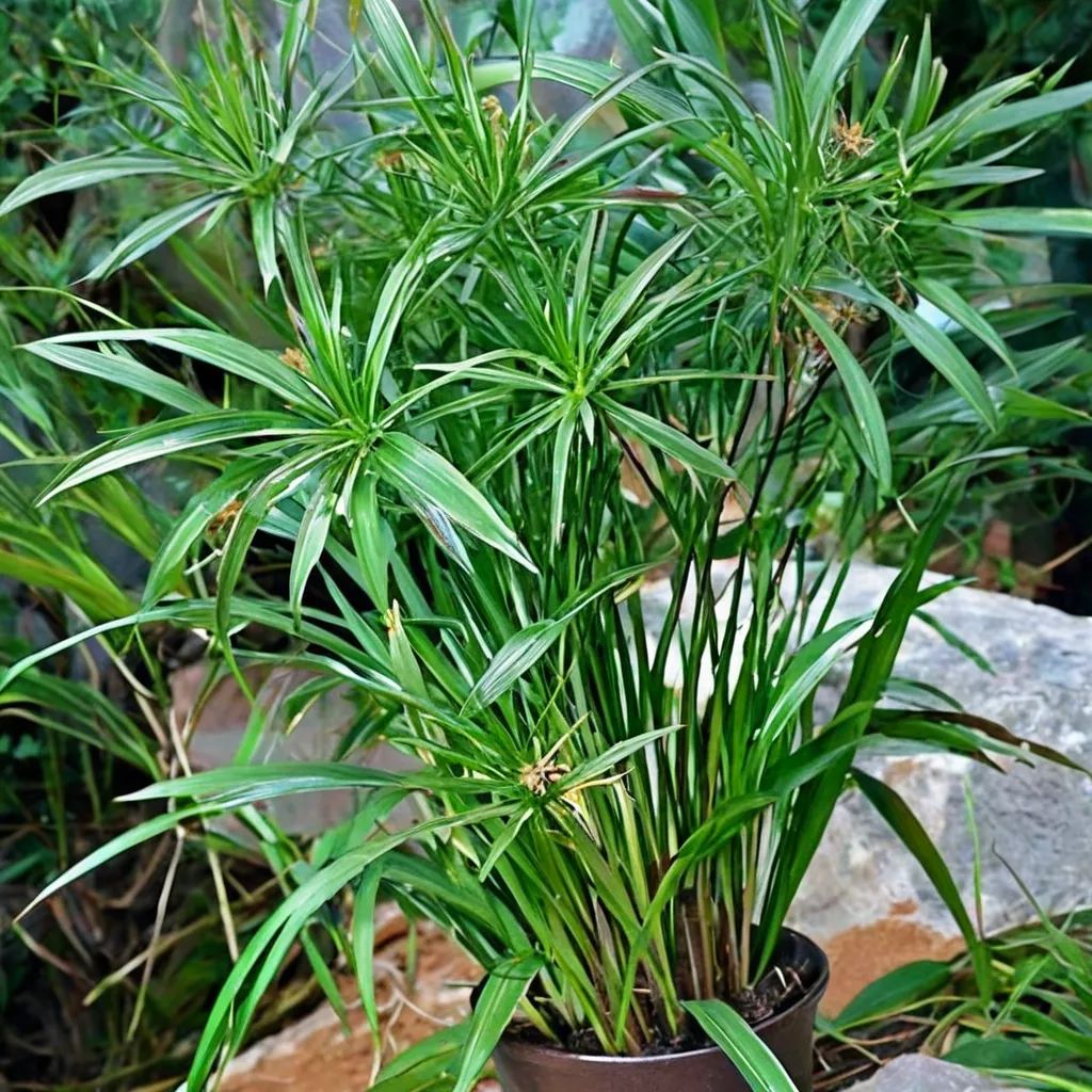 Cyperus alternifolius