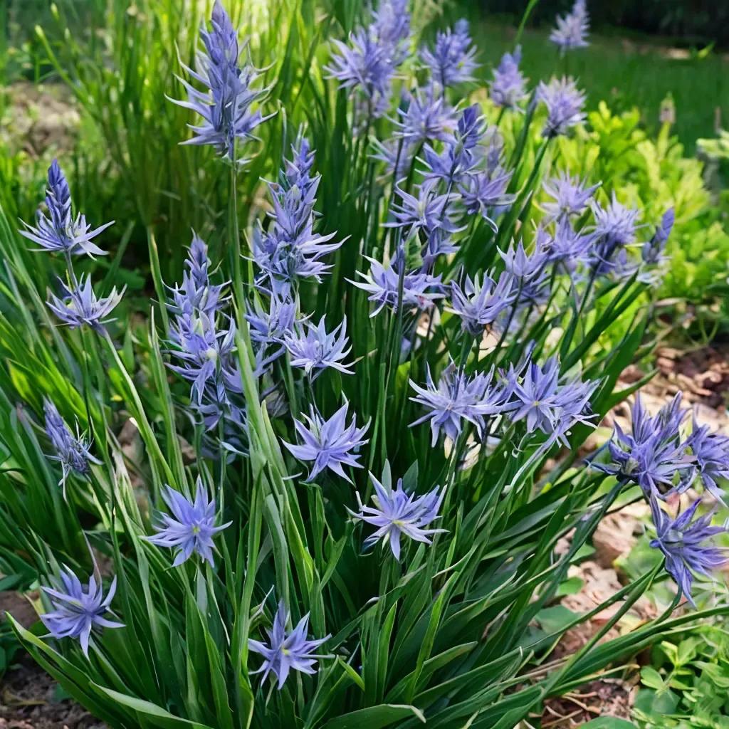 Camas