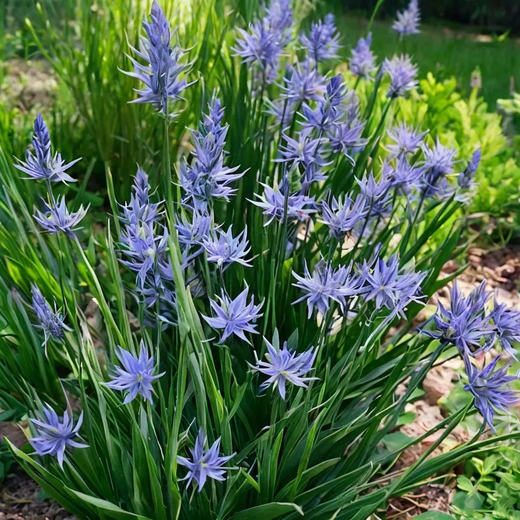 Camassia leichtlinii 'Blue Danube'