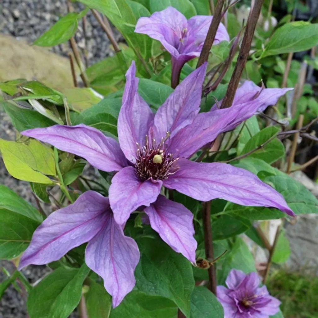 Clematis x hybrida 'Purple Climador'