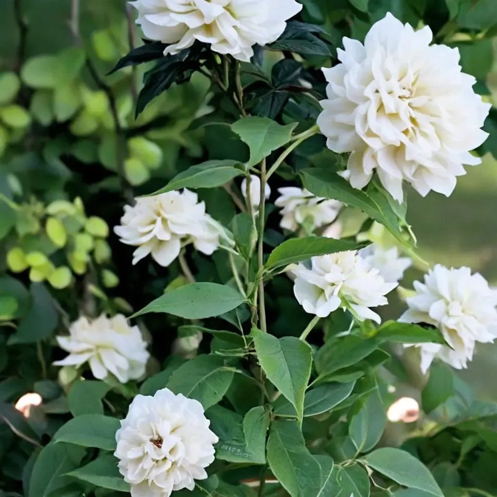 Rosa x hybrida 'Fortuniana'