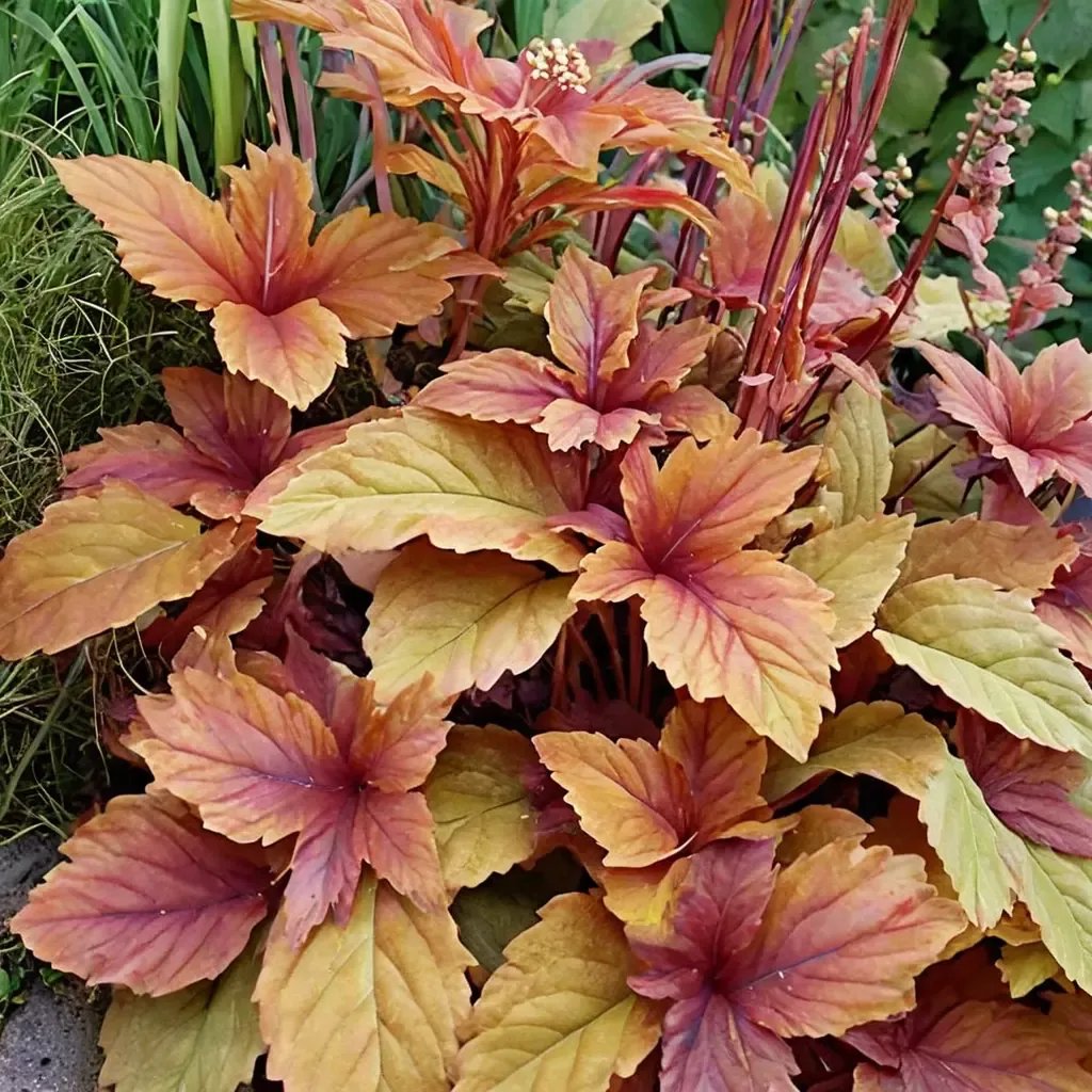 Heuchera x brizoides 'Sweet Tea'
