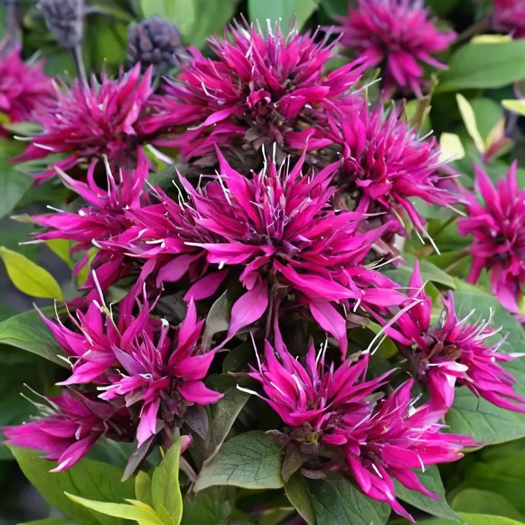 Monarda didyma 'Balmy Purple'