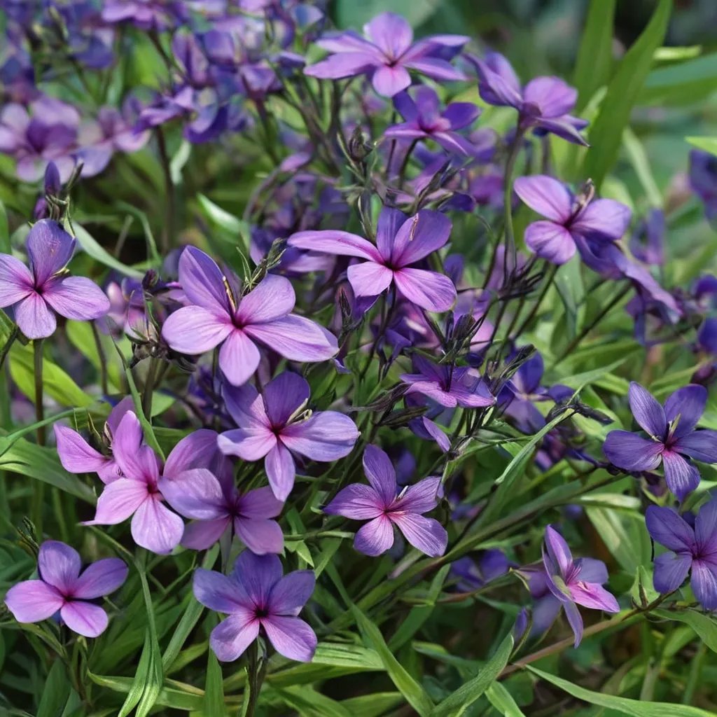 Phlox divaricata 'Eco Texas Purple'
