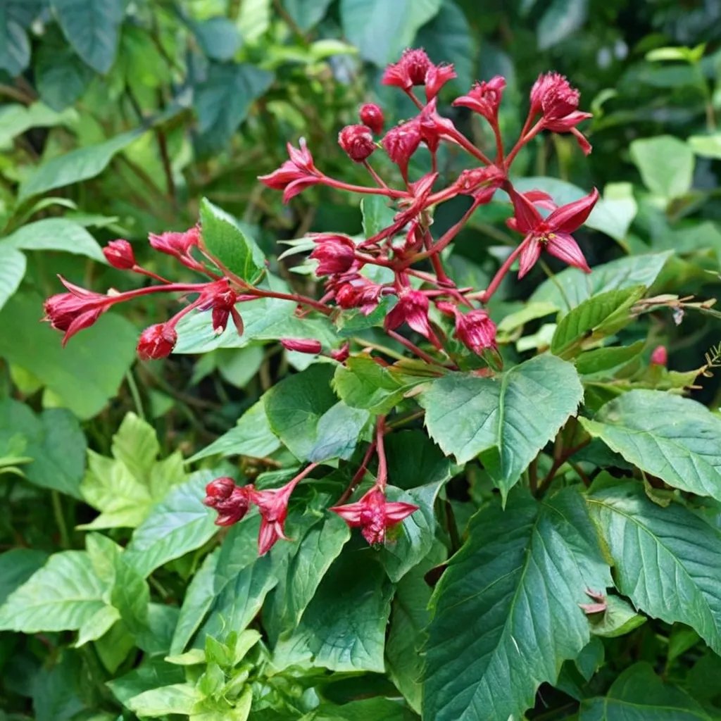 Clerodendrum speciosissimum 'Arkansas Hardy'