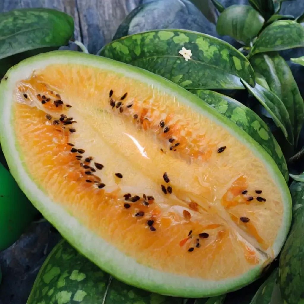 Citrullus lanatus 'Sweet Siberian'