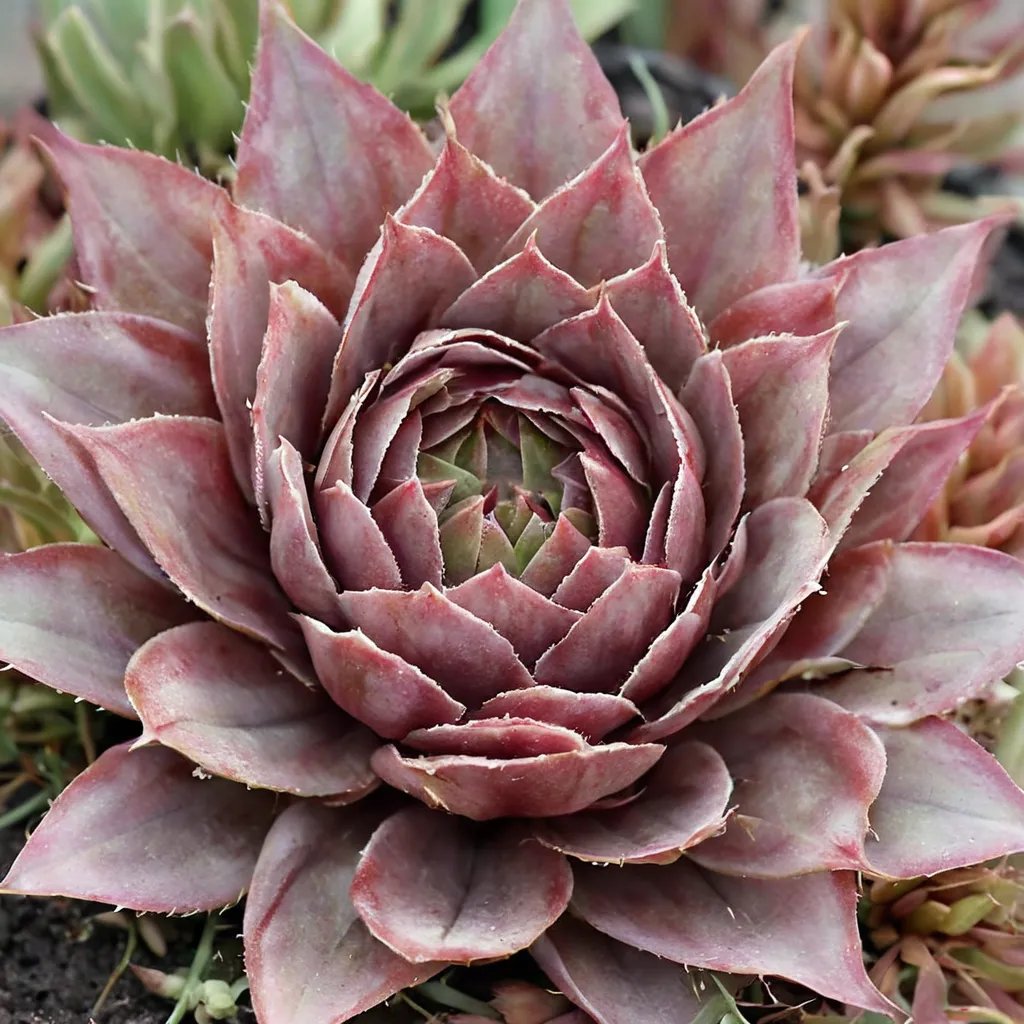 Sempervivum x hybrida 'Red Beauty'