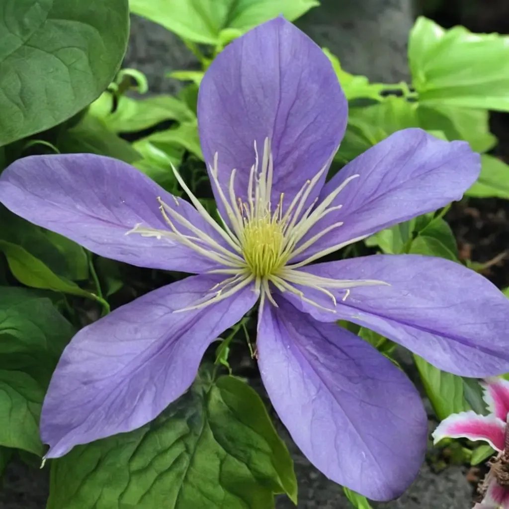 Clematis x kasugai