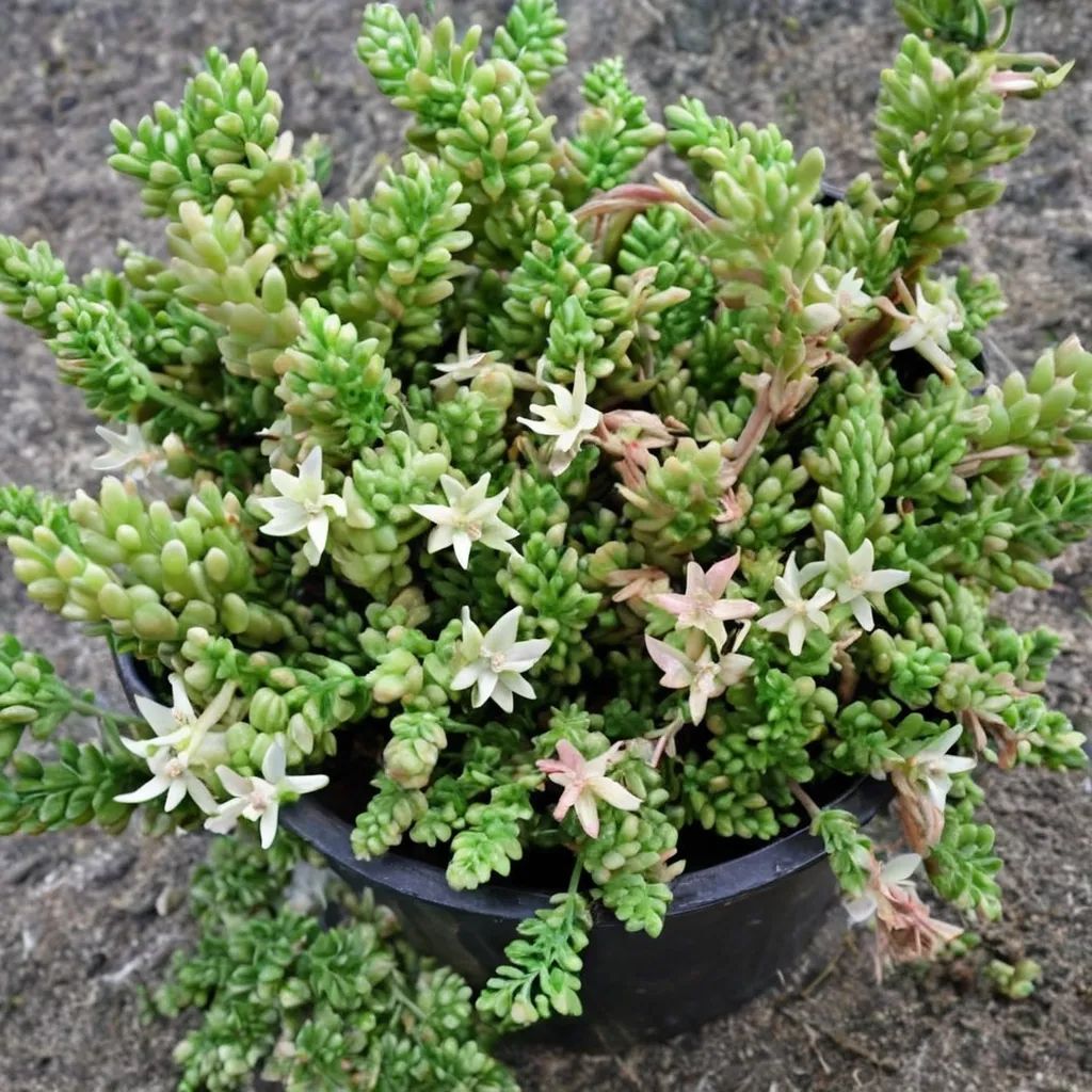 Sedum diffusum