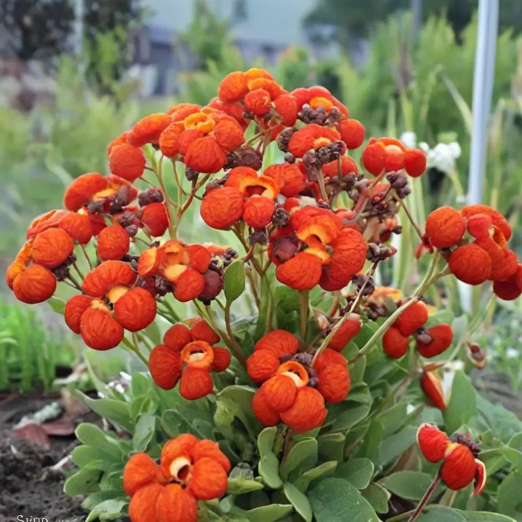 Calceolaria integrifolia 'Kentish Hero'