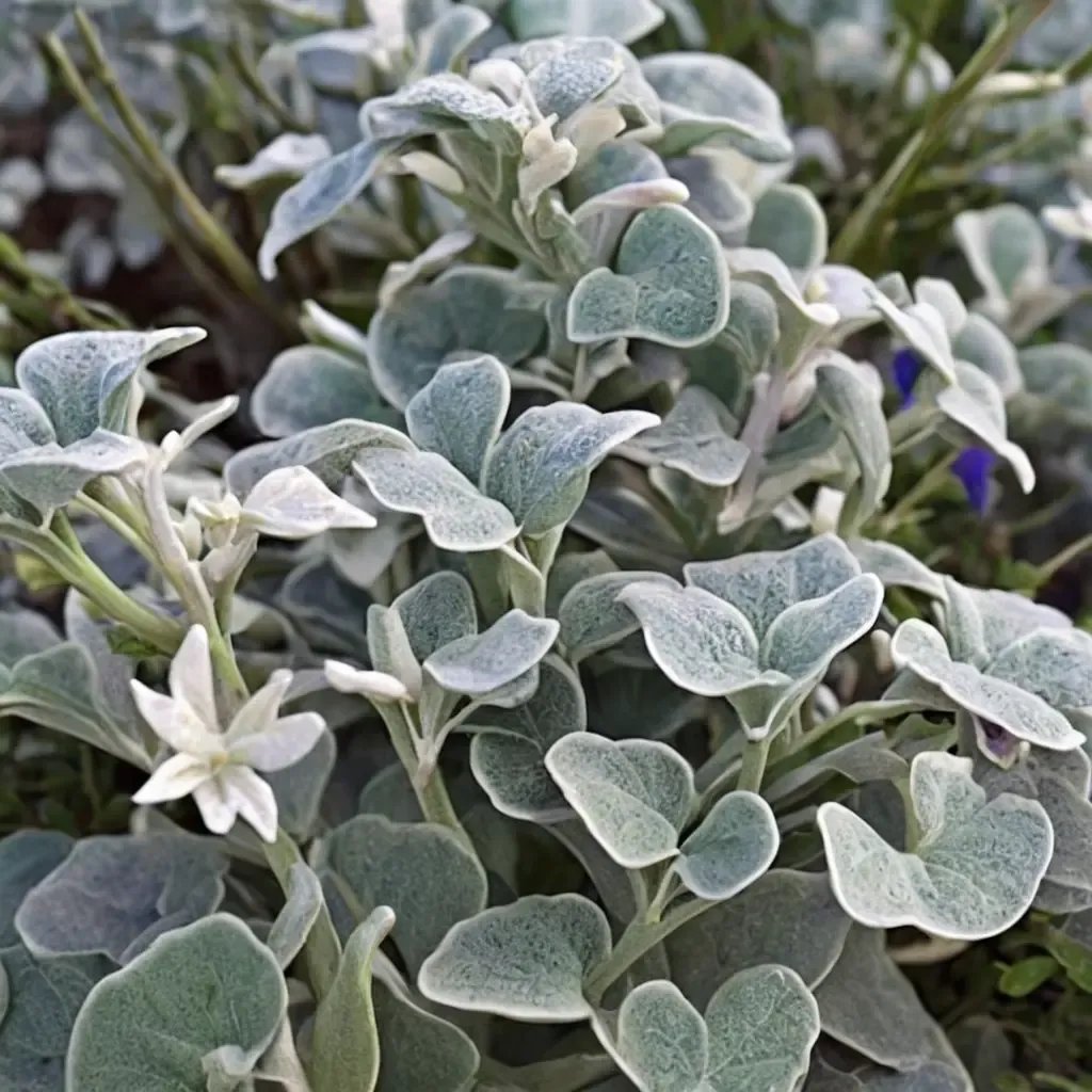 Hedera helix 'Trailing White Licorice'