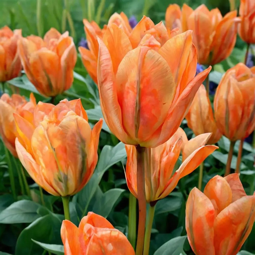 Tulipa tulipa 'Orange Emperor'