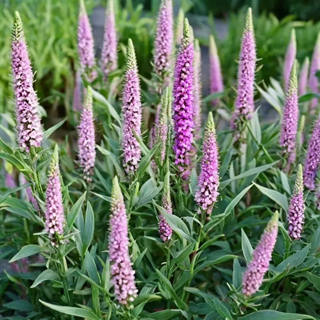 Veronica spicosa