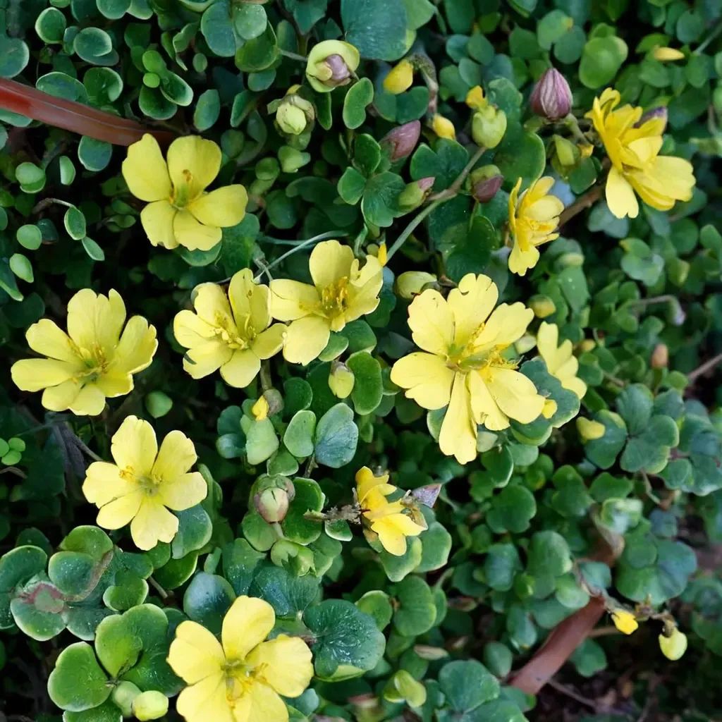 Hibbertia aspera