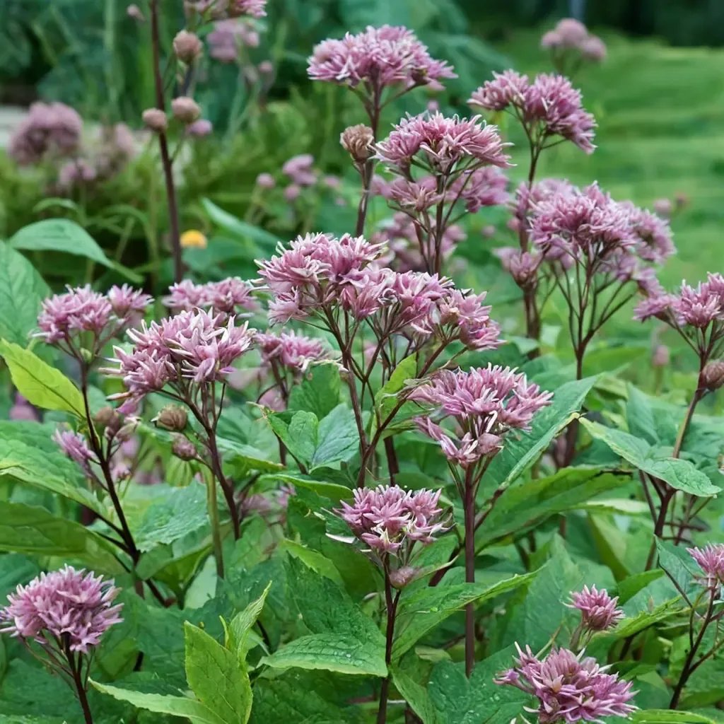 Eutrochium maculatum 'Red Dwarf'