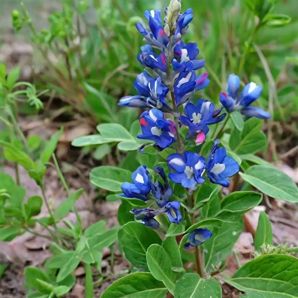 Lupinus subcarnosus