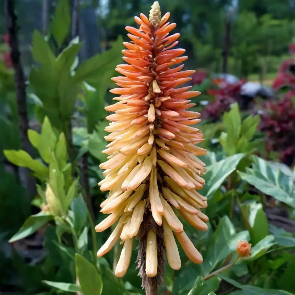 Kniphofia foliosa 'Jenny Bloom'
