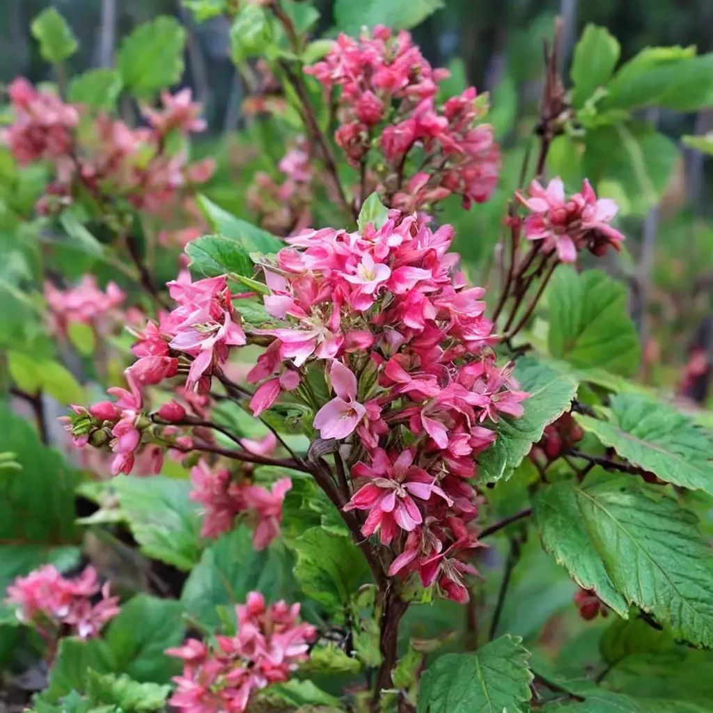 Ribes sanguineum 'King Edward VII'