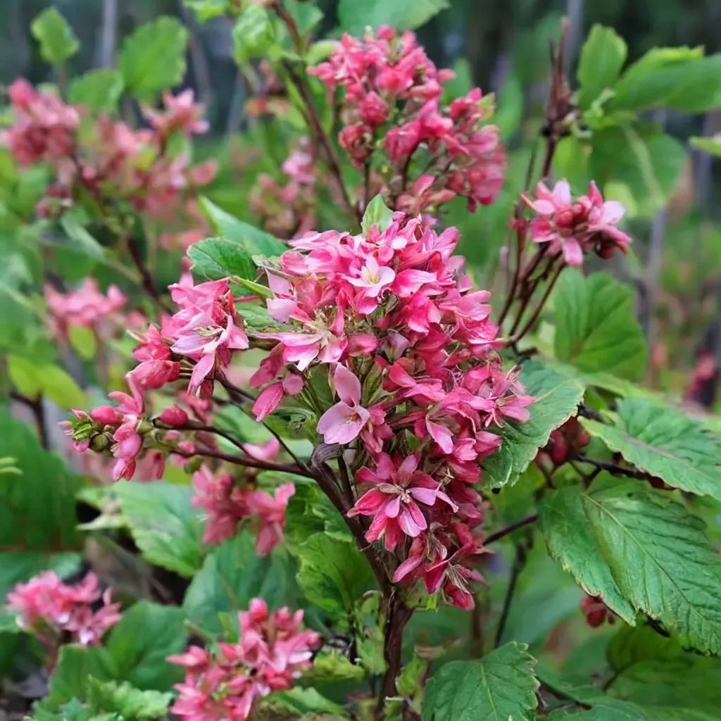 Ribes sanguineum 'King Edward VII'